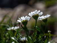 Hallers Wucherblume im Gegenlicht
